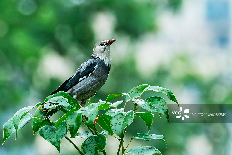 雨后栖息的丝光椋鸟图片素材