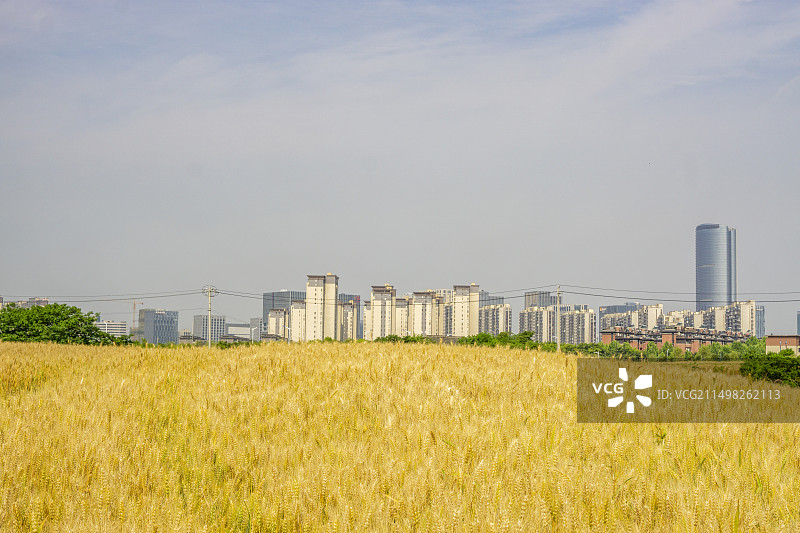 南京未来科技城附近即将成熟的麦田图片素材
