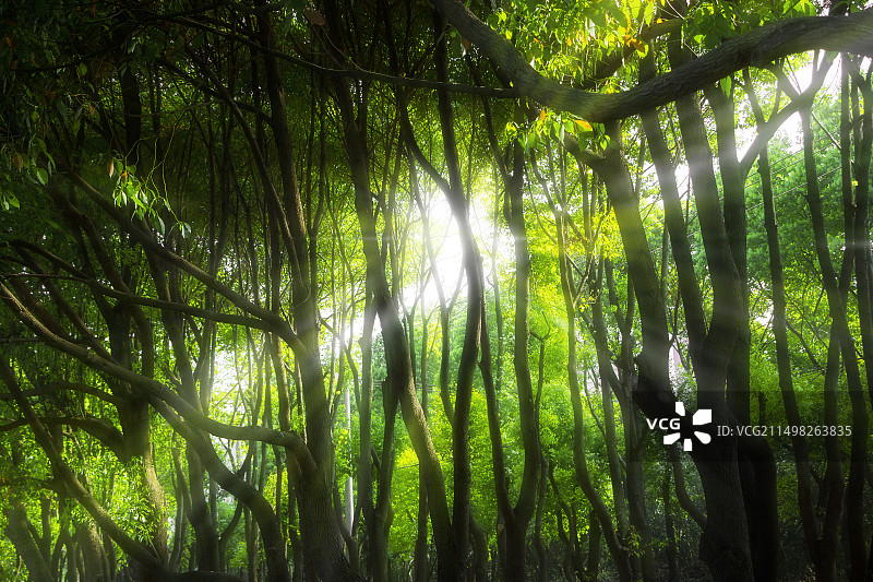 森林中溢出的光（上海大学）图片素材