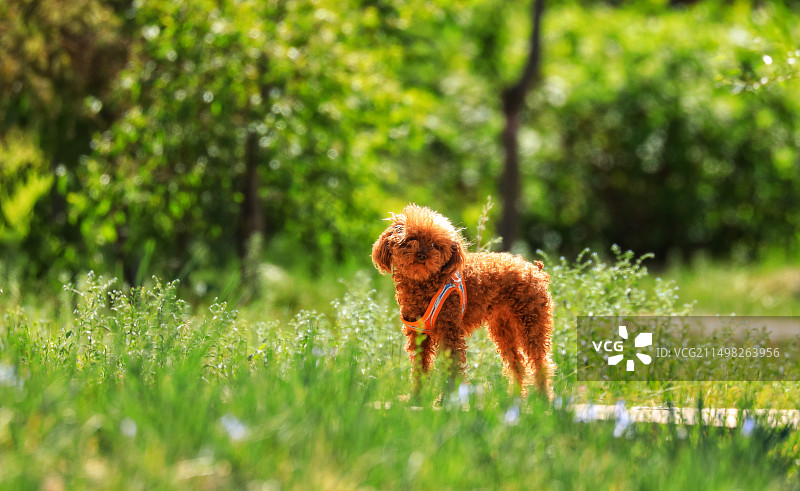 小狗狗图片素材