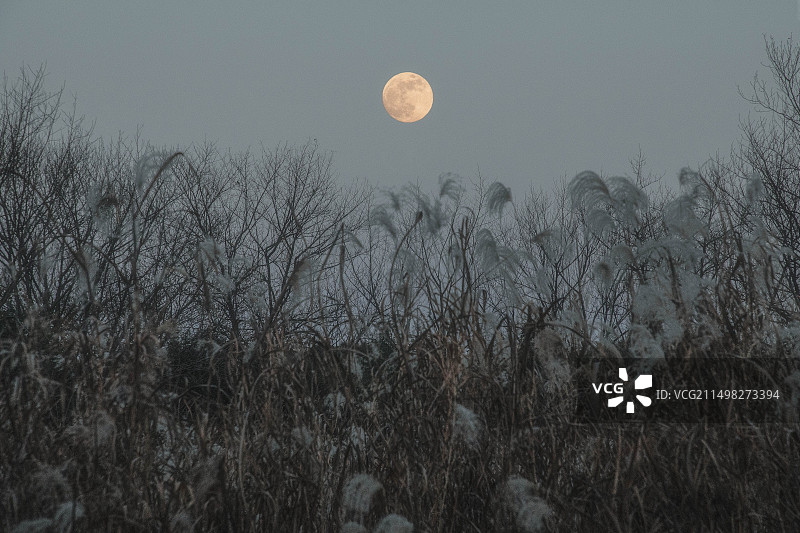 枯枝上满月上升-西溪湿地拍摄图片素材