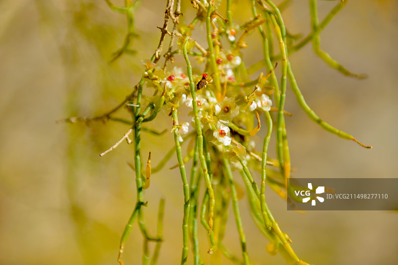 新疆魔鬼城的开花的梭梭植物特写图片素材