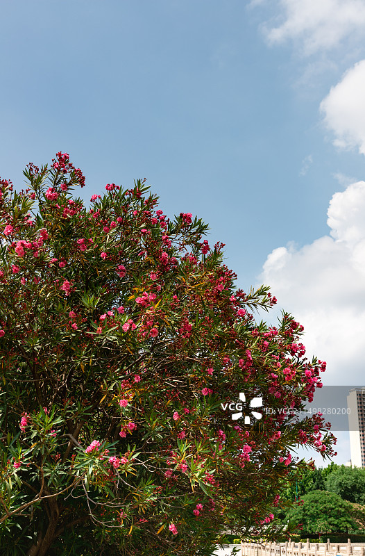 夹竹桃图片素材