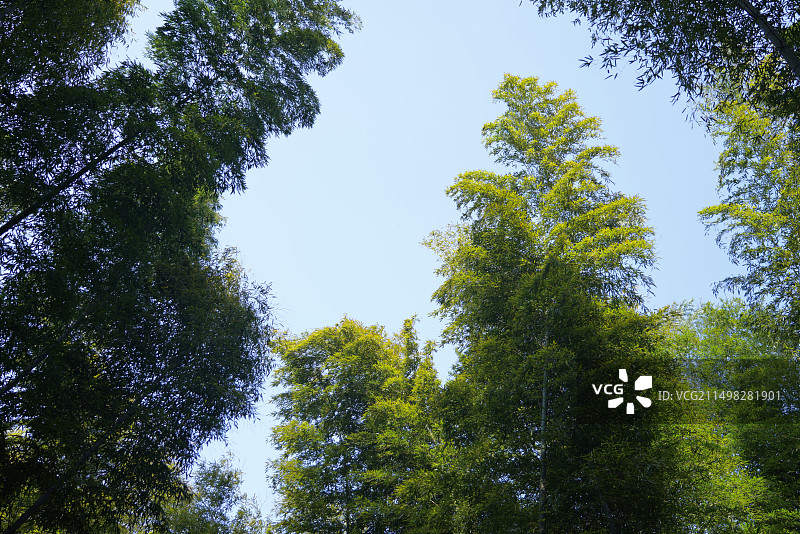 竹林天空图片素材