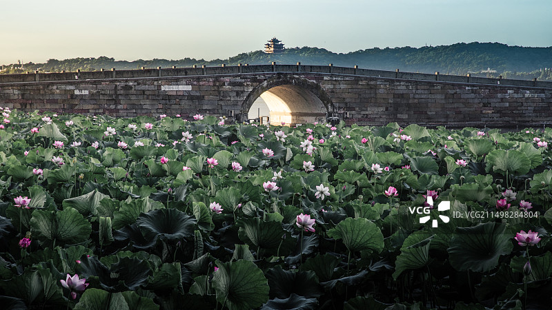 杭州西湖断桥城隍阁荷花-金光穿洞-曲院荷风图片素材