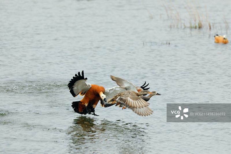 赤麻鸭追赶赤膀鸭图片素材