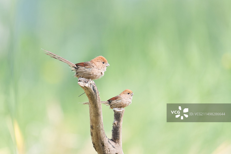 棕头鸦雀图片素材