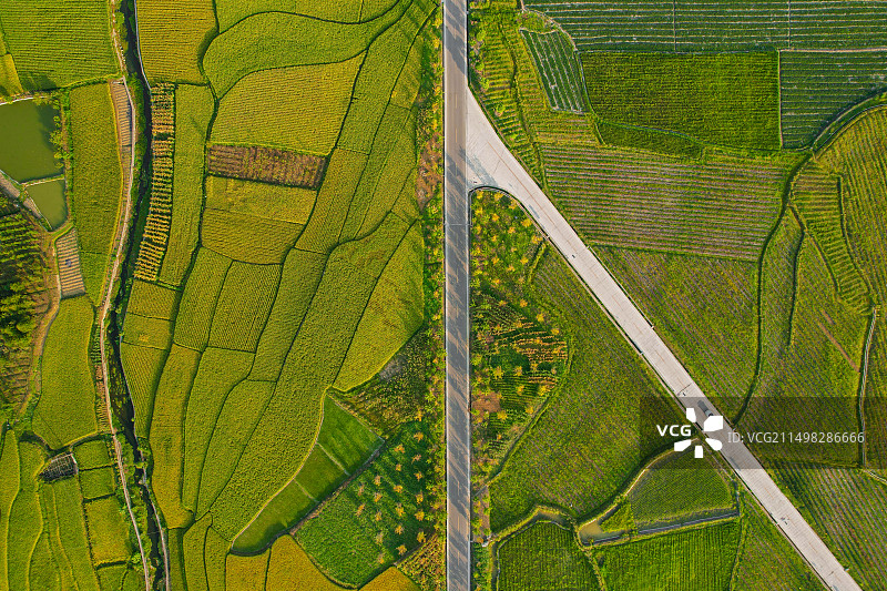 从上天的视角，看希望的稻田图片素材