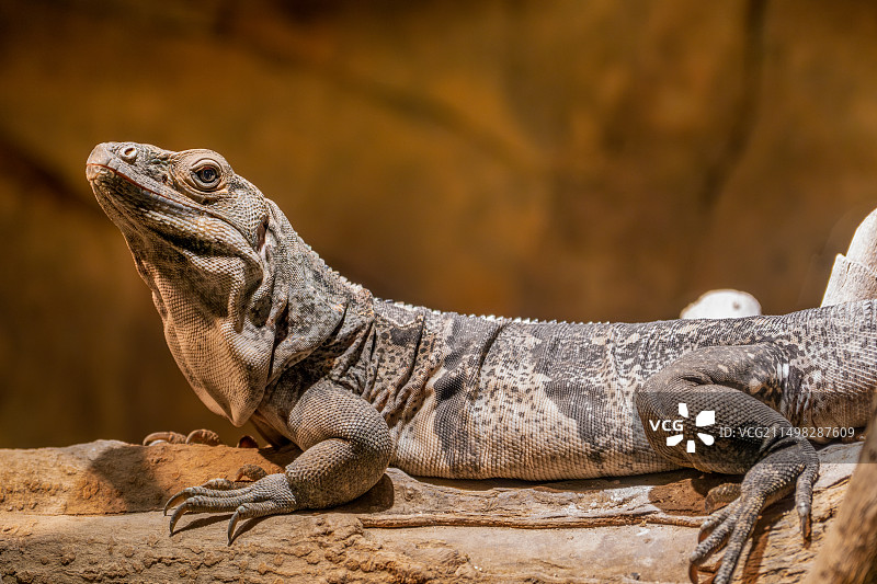 动物园图片素材