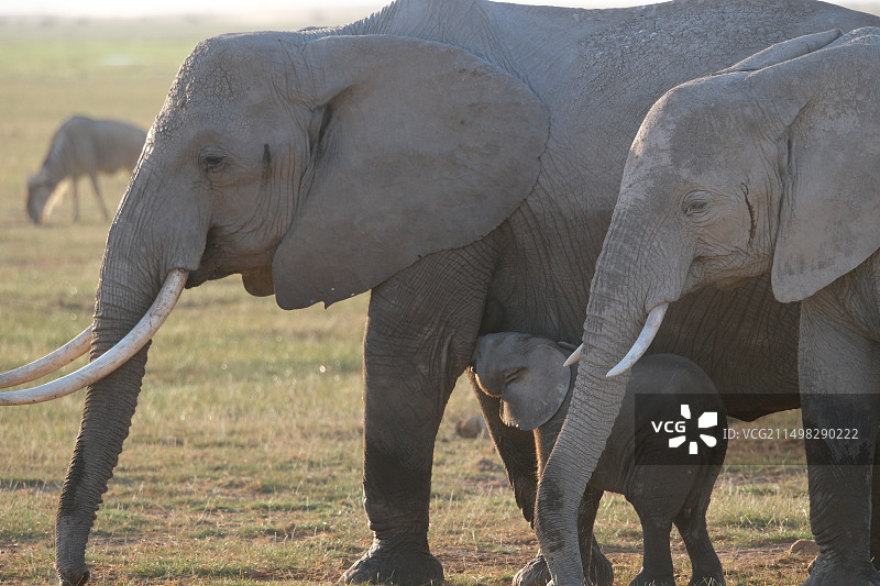 肯尼亚safari图片素材