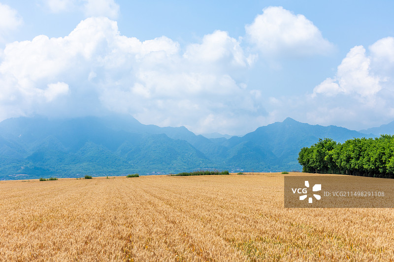 关中平原麦田中的麦浪滚滚丰收背景图片素材