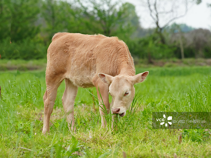 遗爱湖美景图片素材