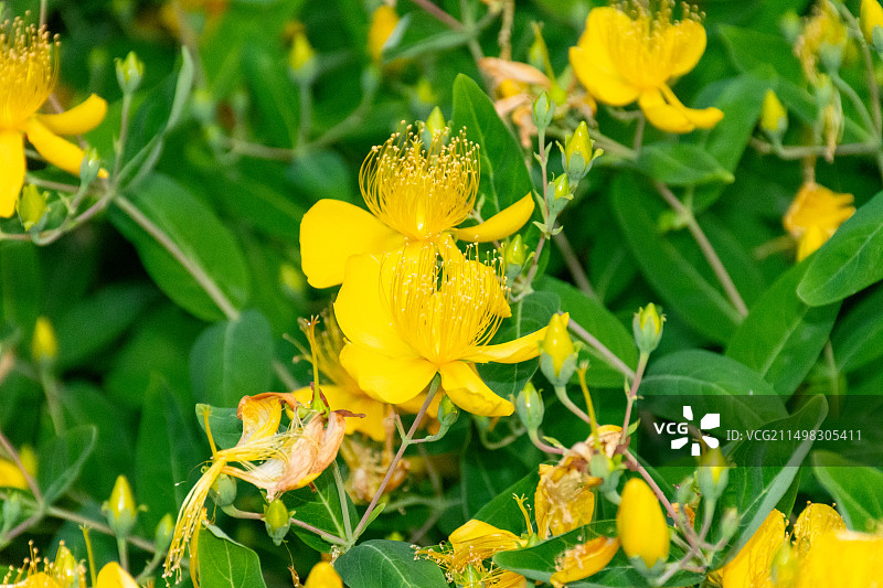 金丝桃图片素材