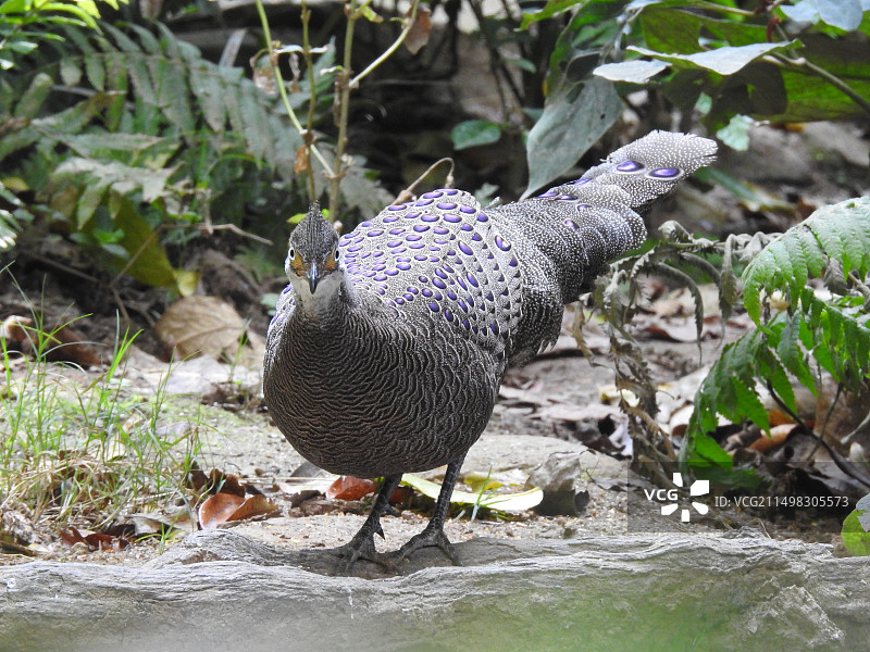 灰孔雀雉图片素材