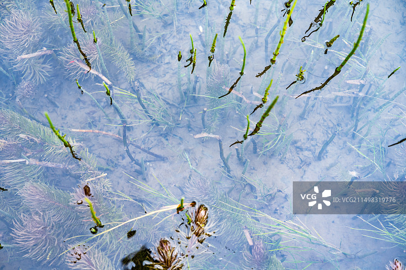 四川九寨沟风景区箭竹海箭竹在水中图片素材