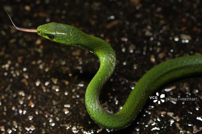 翠青蛇图片素材