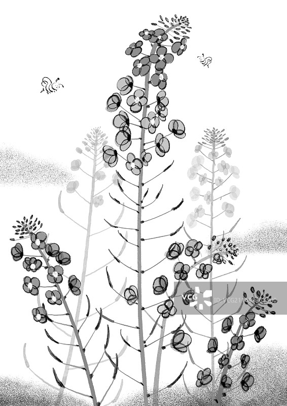 黑白油菜花图片素材