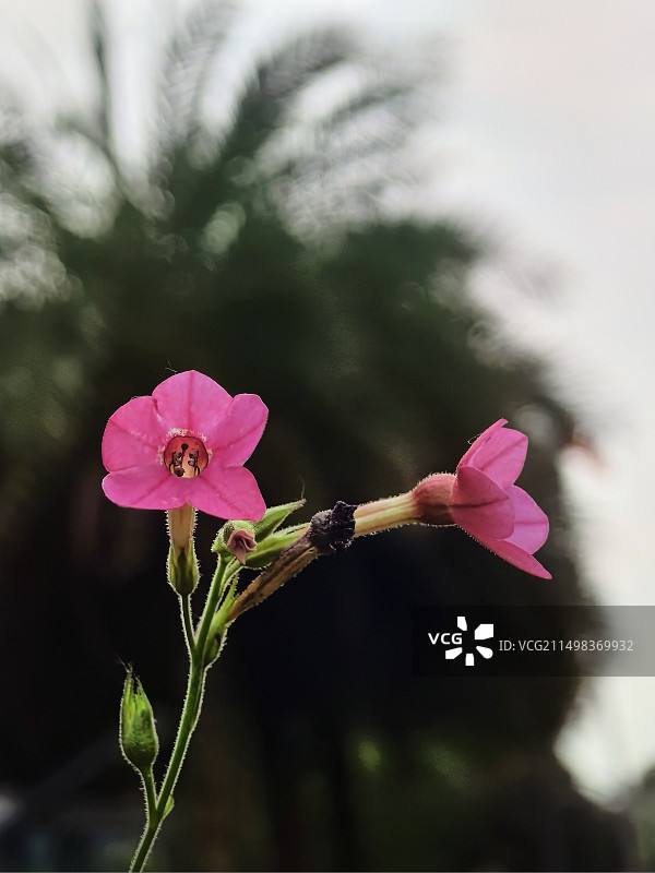 花烟草图片素材