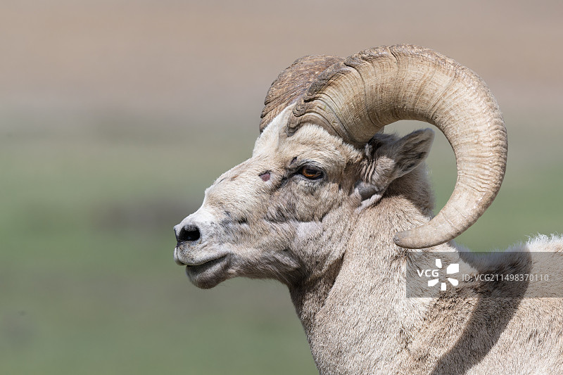 大角羊图片素材