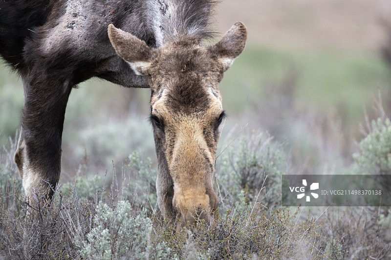 正在吃草的雌驼鹿图片素材