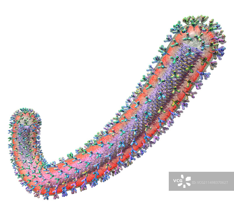 埃博拉病毒颗粒图示图片素材
