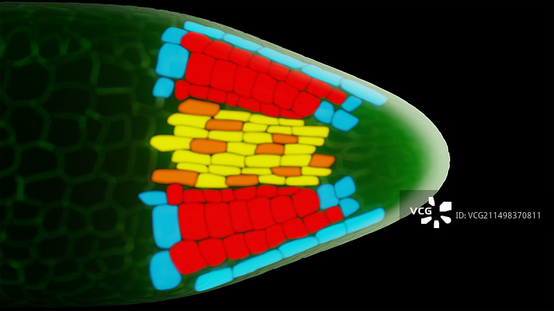 种子中的温度传感细胞插图图片素材