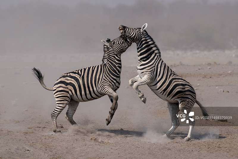 斑氏马打斗图片素材