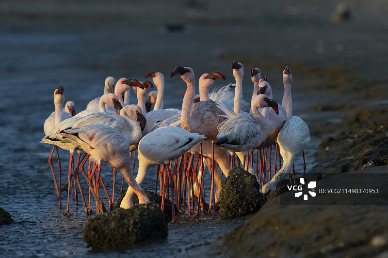 小红鹳在黄昏时觅食图片素材