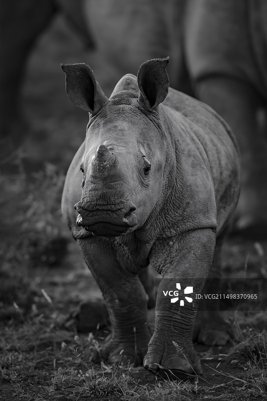 白犀牛幼崽图片素材