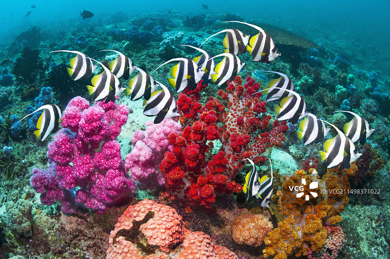 bannerfish 鱼群图片素材