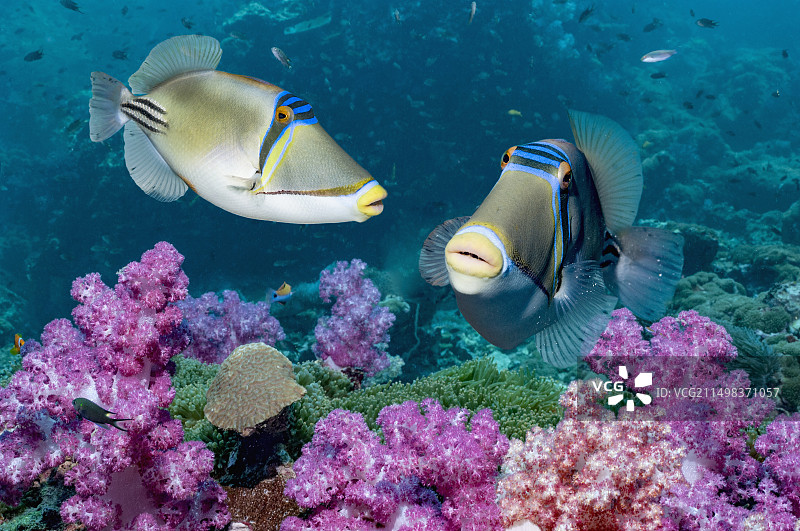 阿拉伯毕加索鱼图片素材