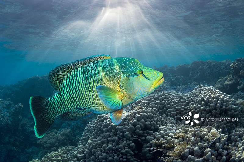 隆头鱼图片素材