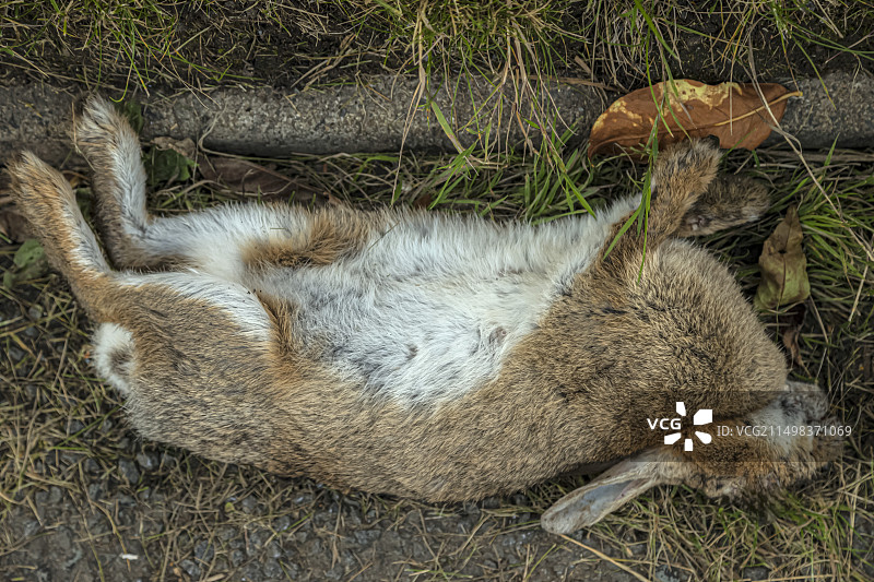 死于黏液瘤病的欧亚兔图片素材