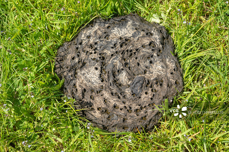 田野里的牛粪，甲虫在上面打洞，英国卡马森郡图片素材