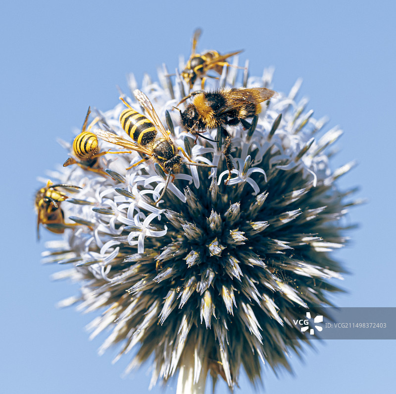蜜蜂和黄蜂采集花粉图片素材
