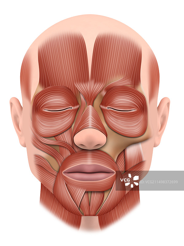 面部肌肉解剖结构图图片素材
