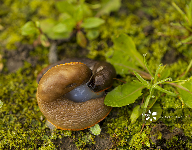 欧洲红鼻涕虫图片素材