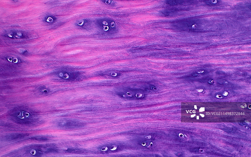 透明软骨显微照片图片素材