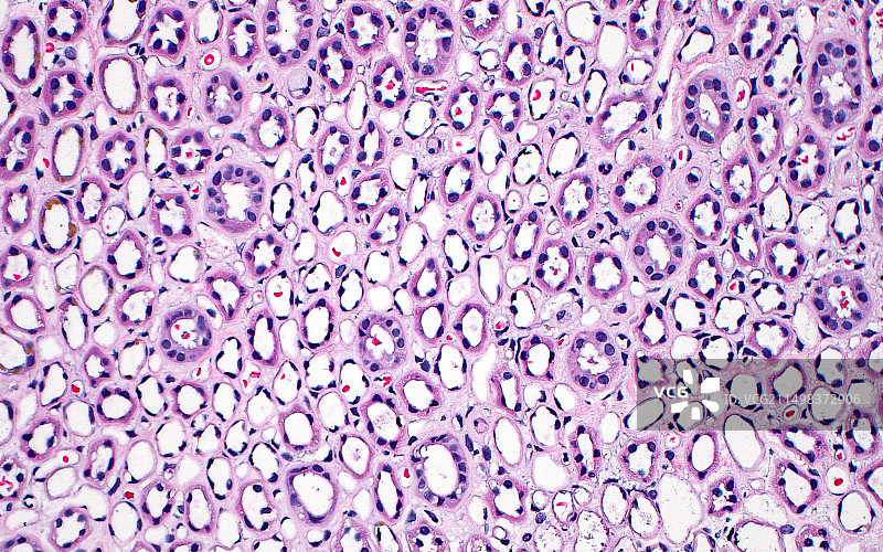 肾髓质显微照片图片素材