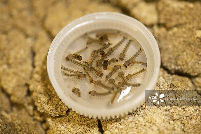 黄热病蚊子幼虫图片素材