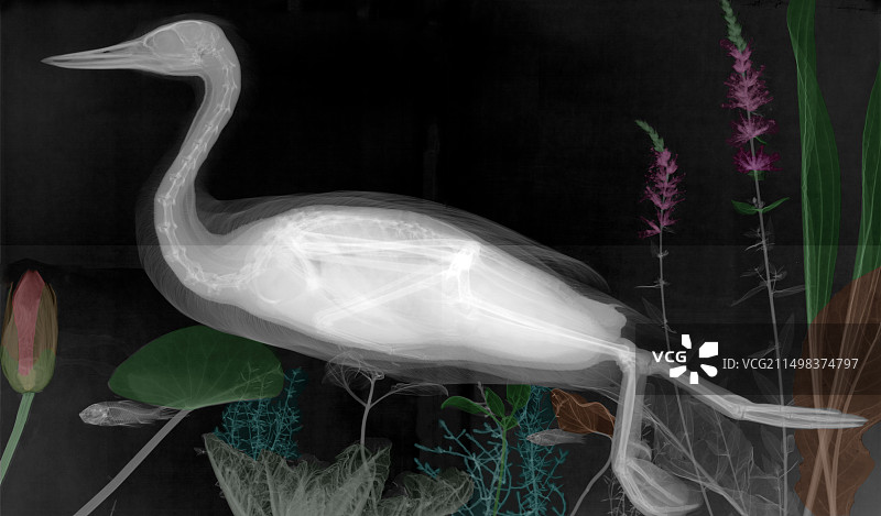 䴙䴘X光片图片素材