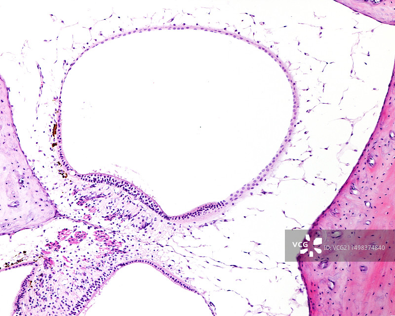 半规管壶腹，光学显微照片图片素材