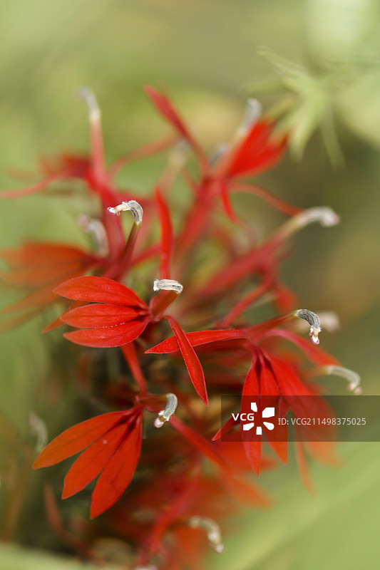 盛开的红花半边莲图片素材