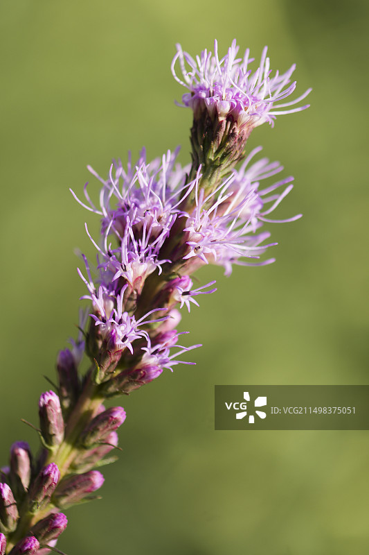 穗花马鞭草图片素材