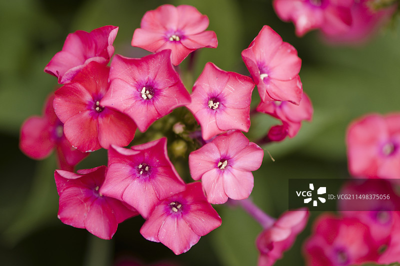 花园福禄考（珊瑚奶油）图片素材