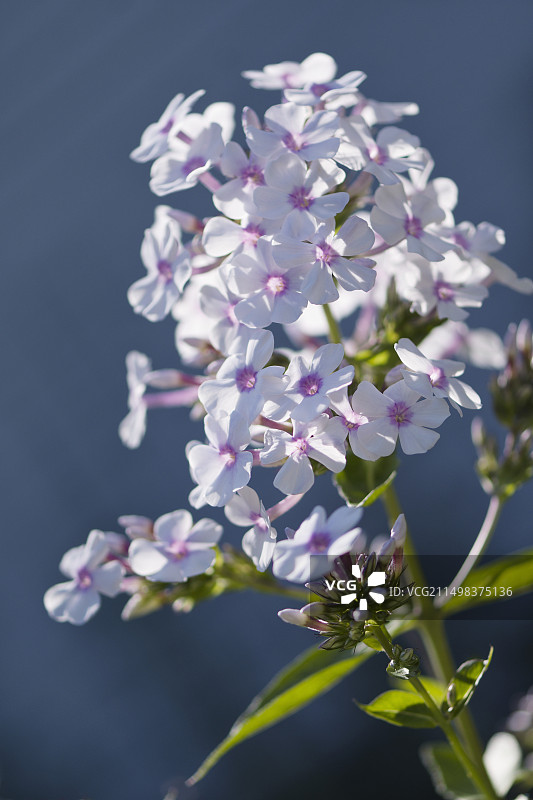 花园福禄考花卉图片素材