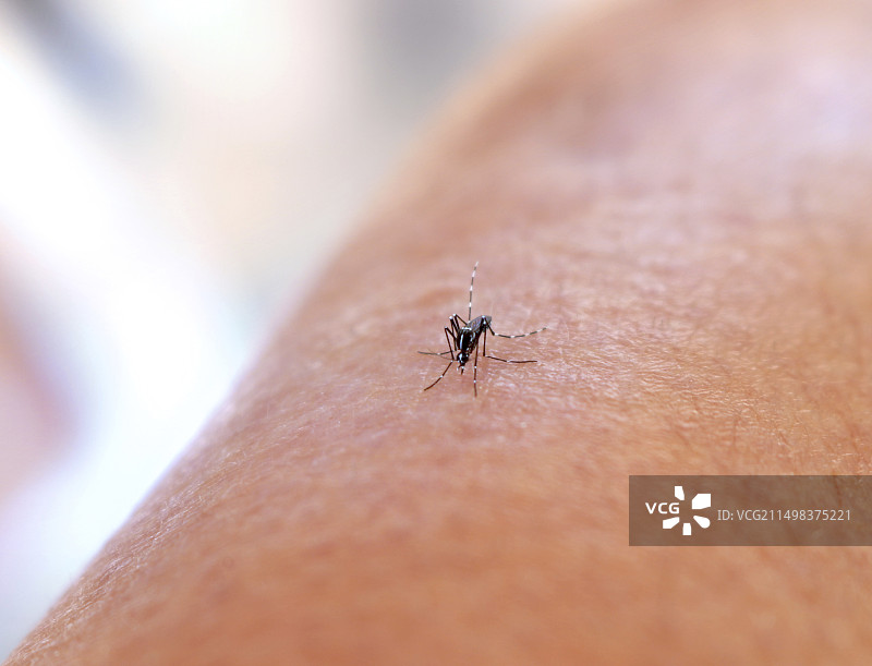 伊蚊吸食图片素材