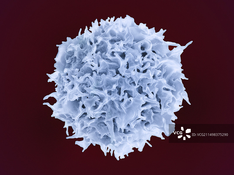T淋巴细胞扫描电镜图图片素材