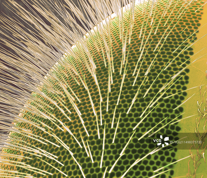 蜜蜂的眼睛，扫描电镜图片素材