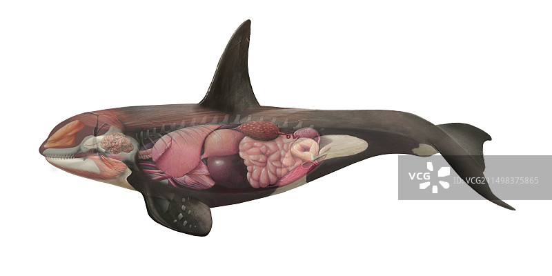 虎鲸解剖结构图图片素材